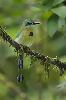Keel-billed Motmot