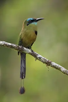 Keel-billed Motmot
