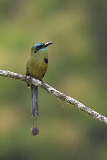 Keel-billed Motmot