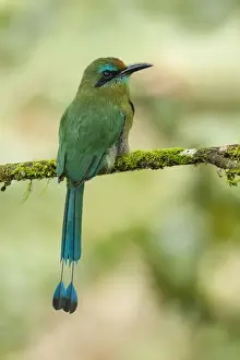Keel-billed Motmot