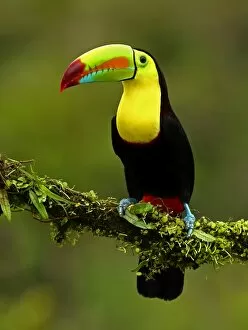 Beautiful Bird Species Gallery: Keel-billed Toucan (also known as sulfur-breasted toucan or rainbow-billed toucan) Collection