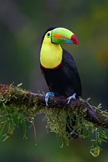 Images Dated 11th January 2015: Keel-billed Toucan