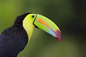Images Dated 10th August 2016: Keel-billed Toucan