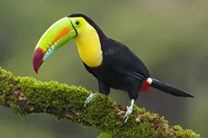 Culmen Prints: Keel-billed Toucan