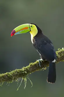 Keel-billed Toucan