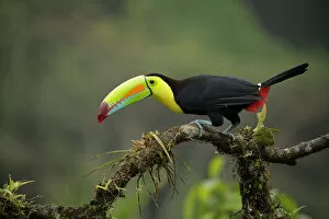 Images Dated 12th April 2017: Keel-billed Toucan