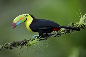 Keel-billed Toucan