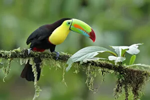 Images Dated 12th June 2015: Keel-billed toucan