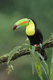Images Dated 12th June 2015: Keel-billed toucan