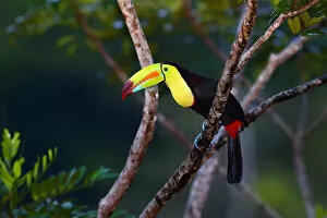 Images Dated 11th January 2015: Keel-billed Toucan (Ramphastos sulfuratus) Costa Rica