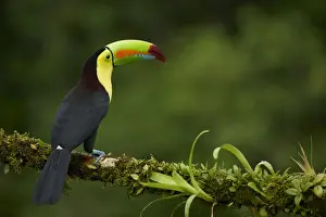 Keel-billed Toucan (Ramphastos sulfuratus)