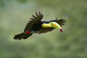 Keel-billed Toucan (Ramphastos sulfuratus)
