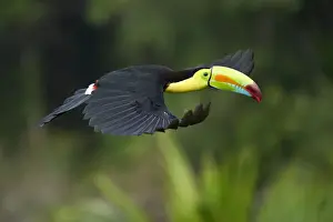 Keel-billed Toucan (Ramphastos sulfuratus)