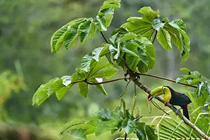 Keel-billed Toucan (Ramphastos sulfuratus)