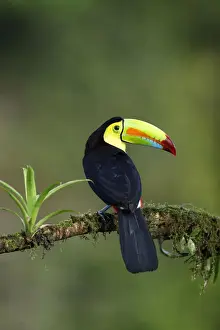 Keel-billed Toucan (Ramphastos sulfuratus)