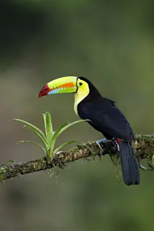 Keel-billed Toucan (Ramphastos sulfuratus)
