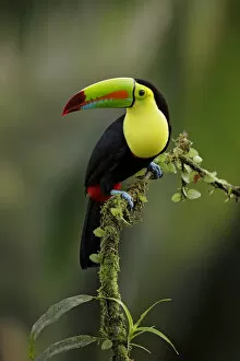 Images Dated 3rd February 2018: Keel-billed Toucan (Ramphastos sulfuratus)