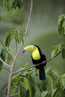 Images Dated 3rd February 2018: Keel-billed Toucan (Ramphastos sulfuratus)
