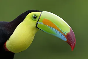 Images Dated 3rd February 2018: Keel-billed Toucan (Ramphastos sulfuratus)
