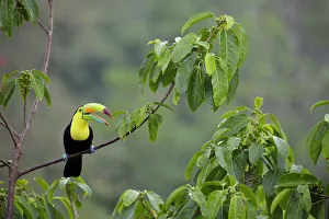 Images Dated 3rd February 2018: Keel-billed Toucan (Ramphastos sulfuratus)