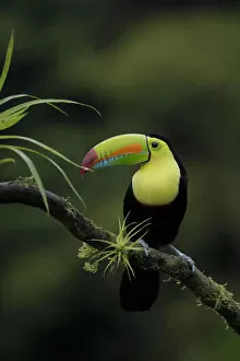 Images Dated 3rd February 2018: Keel-billed Toucan (Ramphastos sulfuratus)
