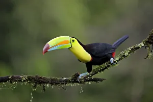 Images Dated 3rd February 2018: Keel-billed Toucan (Ramphastos sulfuratus)