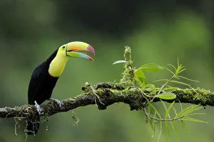 Images Dated 3rd February 2018: Keel-billed Toucan (Ramphastos sulfuratus)