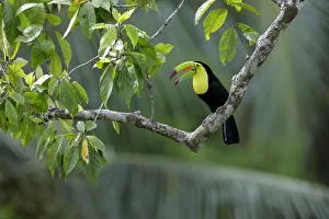 Images Dated 3rd February 2018: Keel-billed Toucan (Ramphastos sulfuratus)