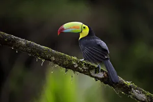 Images Dated 3rd February 2018: Keel-billed Toucan (Ramphastos sulfuratus)