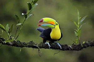 Images Dated 3rd February 2018: Keel-billed Toucan (Ramphastos sulfuratus)