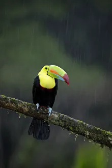 Images Dated 3rd February 2018: Keel-billed Toucan (Ramphastos sulfuratus)