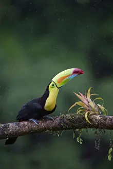 Keel-billed Toucan (Ramphastos sulfuratus)