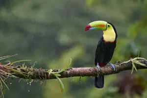 Keel-billed Toucan (Ramphastos sulfuratus)