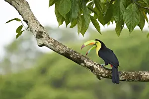 Keel-billed Toucan (Ramphastos sulfuratus)