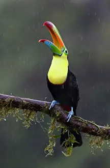 Keel-billed toucan (Ramphastos sulfuratus) - Costa Rica
