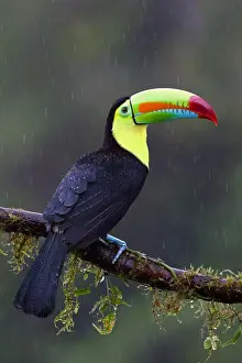 Keel-billed Toucan (also Known As Sulfur-breasted Toucan Or Rainbow-billed Toucan) Prints: Keel-billed toucan (Ramphastos sulfuratus) - Costa Rica