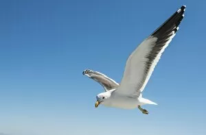 Images Dated 31st August 2012: Kelp Gull -Larus dominicanus- in flight in Walvis Bay, Namibia