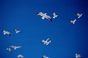 Kelp gulls (Larus dominicanus)in flight