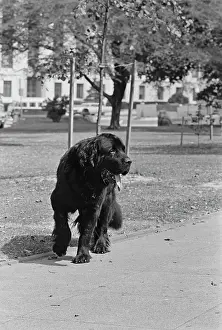 Huty25202 Prints: Kennedy In Washington DC