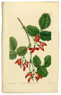 Image Created 1830 1839 Prints: Kennedya Marryattae, Kennedya, Diadelphia Decandria Victorian Botanical Illustration, 1835