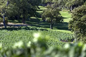 Farmlands Prints: Well kept lawns on Groot Constantia Estate. Cape Town. RSA