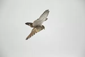 Kestrel -Falco tinnunculus-, hovering flight, Bislicher Insel, North Rhine-Westphalia, Germany