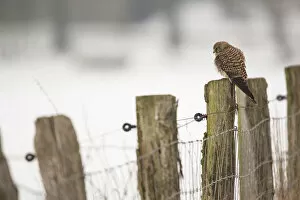 Kestrel -Falco tinnunculus-, perched on a fence post, Bislicher Insel, North Rhine-Westphalia, Germany