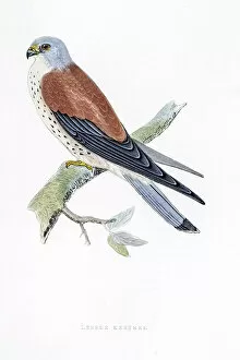 Images Dated 5th April 2016: Kestrel falcon bird 19 century illustration
