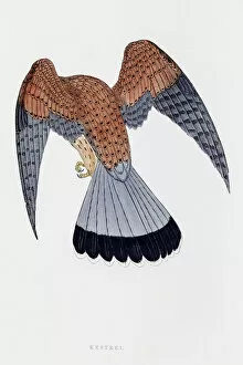 The History of British Birds by Morris Collection: Kestrel falcon bird 19 century illustration
