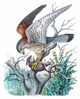 Hunter Gallery: Kestrel falcon engraving 1853