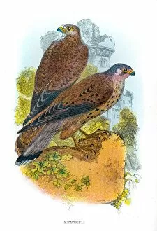 Hawk Bird Collection: Kestrel falcon engraving 1896
