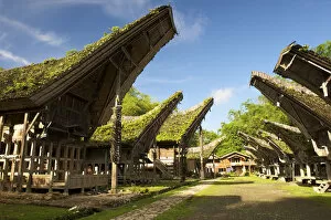 Kete Kesu village with traditional Toraja houses near Rantepao, Sulawesi, Indonesia, Southeast Asia