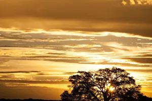 Images Dated 3rd February 2017: The Kgalagadi Transfrontier Park lies in a large sand-filled basin in the west of the southern