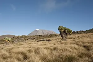 Kibo Peak, extinct volcano, Giant Groundsel -Dendrosenecio Kilimanjari-, Kilimanjaro National Park, Marangu Route, Tanzania, East Africa, Africa